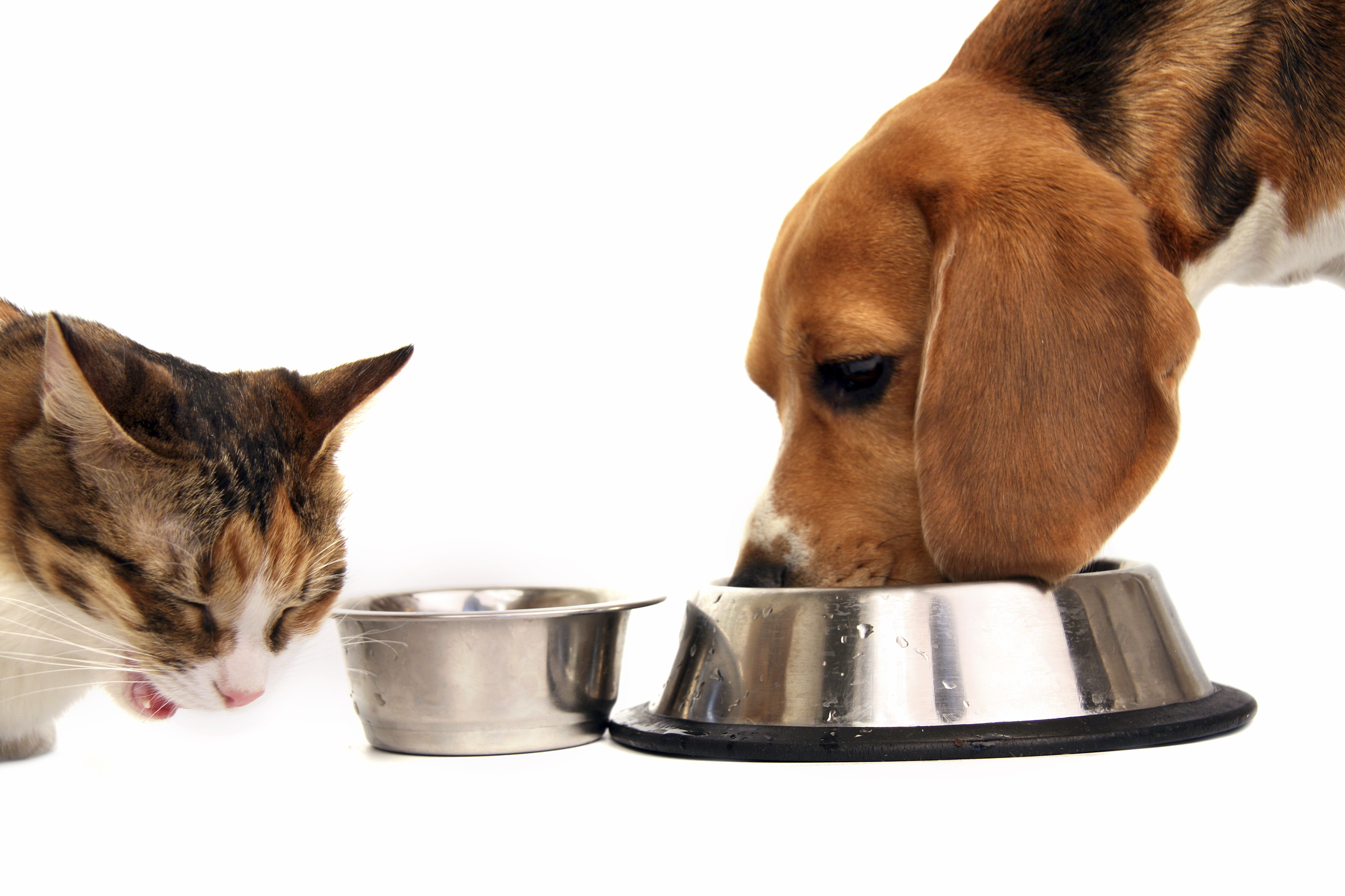 What's the Best Amount of Food to Prevent Obesity in My Pet?