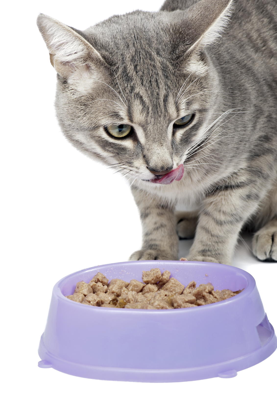 What’s the Best Food to Feed Your Cats? - USA Pet Cover