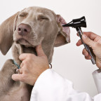 dog ear check