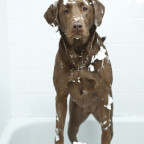 soapy dog