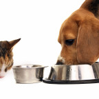 cat and dog eating
