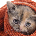 wrapped kitten