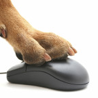 paw on mouse