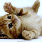 Cute kitten