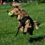 Dachshund catching tennis ball