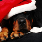 Sleeping dog in santa hat