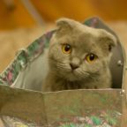 kitten-in-bag