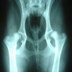 x-ray helps with hip scoring