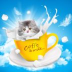 Language Cat Blue Sky Teacup Milk Sugar Persian