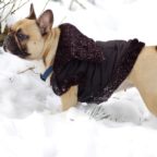 Jacket Bulldog Snow