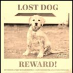 lost-dog