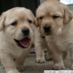 pedigree-lab-puppies