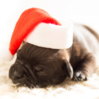 sleeping-puppy-in-christmas-hat