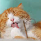 cat-licking-paw