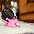 chew-toy-for-dog