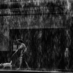 dog-in-rain